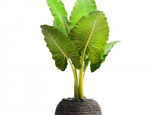 alocasia macrorrhiza 3D Model