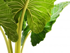 alocasia macrorrhiza Model 3D