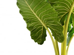 alocasia macrorrhiza Model 3D