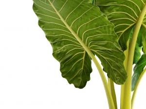 alocasia macrorrhiza 3D Model