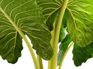 alocasia macrorrhiza 3D Model