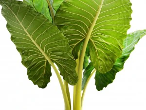 alocasia macrorrhiza 3D Model