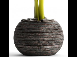 alocasia macrorrhiza Model 3D