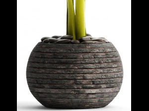 alocasia macrorrhiza 3D Model