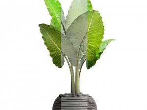 alocasia macrorrhiza 3D Model
