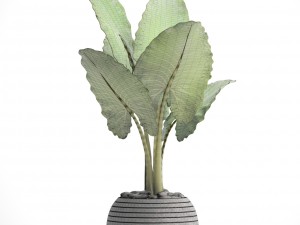 alocasia macrorrhiza Model 3D