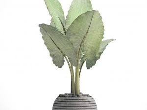 alocasia macrorrhiza 3D Model