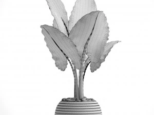 alocasia macrorrhiza 3D Model