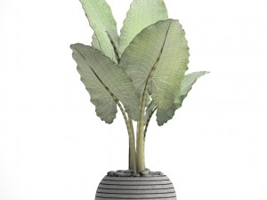 alocasia macrorrhiza Model 3D