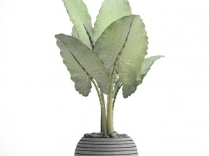 alocasia macrorrhiza 3D Model