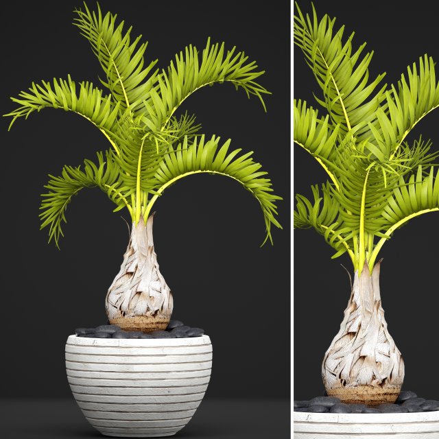 palm hyophorbe 3D Model .c4d .max .obj .3ds .fbx .stl .blend 