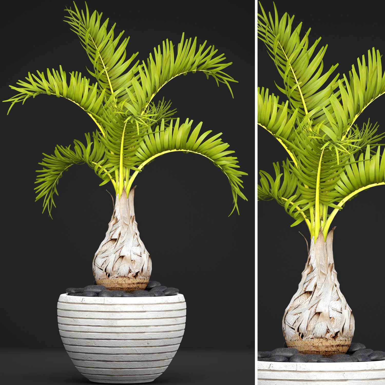 palm hyophorbe 3D Model .c4d .max .obj .3ds .fbx .stl .blend 