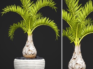 palm hyophorbe 3D Model