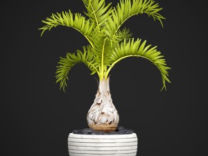 palm hyophorbe 3D Model