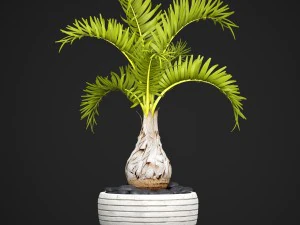 palm hyophorbe 3D Model