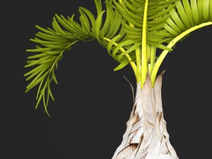 palm hyophorbe 3D Model
