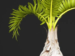 palm hyophorbe 3D Model