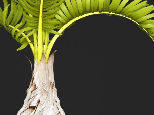 palm hyophorbe 3D Model