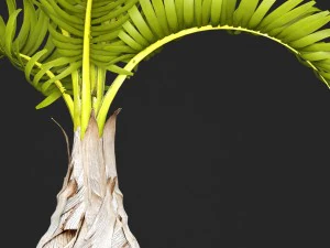 palm hyophorbe 3D Model