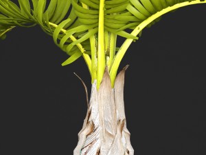 palm hyophorbe 3D Model