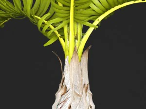palm hyophorbe 3D Model