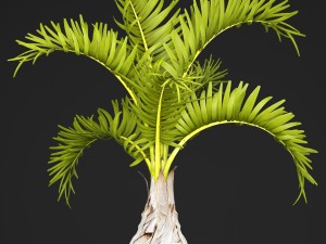 palm hyophorbe 3D Model
