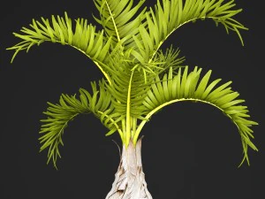 palm hyophorbe 3D Model