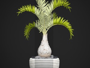 palm hyophorbe 3D Model