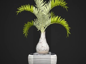 palm hyophorbe 3D Model