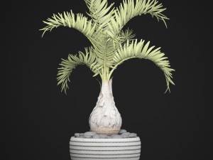 palm hyophorbe 3D Model