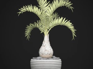 palm hyophorbe 3D Model