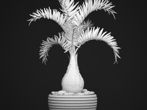 palm hyophorbe 3D Model