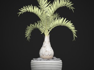 palm hyophorbe 3D Model
