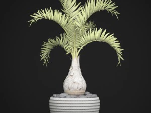 palm hyophorbe 3D Model