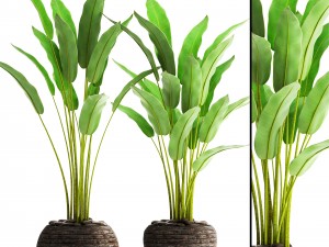 collection plants banana 3D 模型