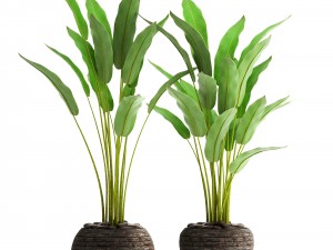 collection plants banana 3D Модель
