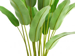 collection plants banana 3D Модель