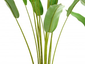 collection plants banana 3D Модель