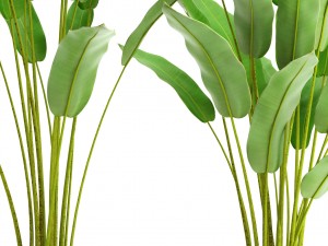 collection plants banana 3D Модель