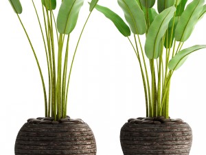 collection plants banana 3D Модель