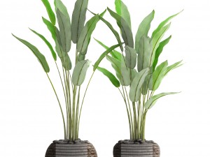 collection plants banana 3D Модель