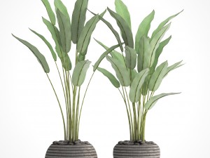 collection plants banana 3D Модель