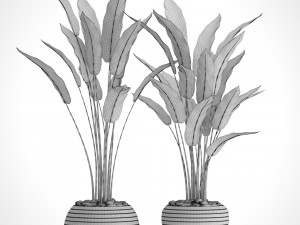 collection plants banana 3D Модель