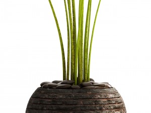 collection plants banana 3D Модель