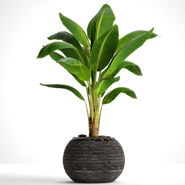 banana tree 3D Модель .c4d .max .obj .3ds .fbx .stl .blend