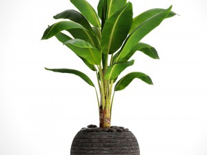 banana tree 3D Модель