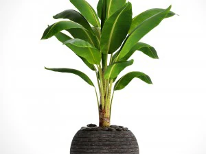 pohon pisang Model 3D