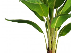 banana tree 3D Модель