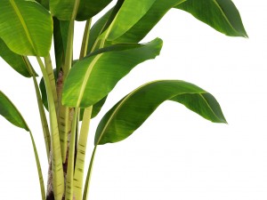 banana tree 3D Модель