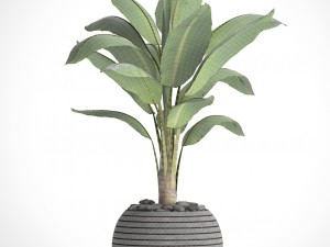 banana tree 3D Модель